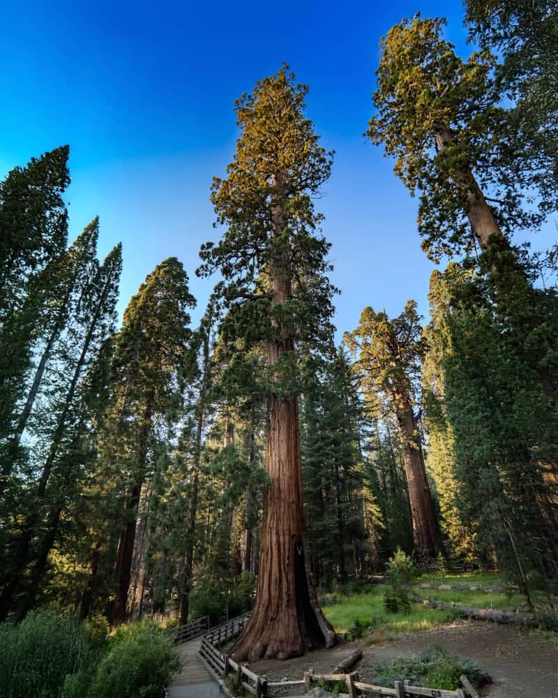 Giant Forest, Sequoia National Park - Image 1