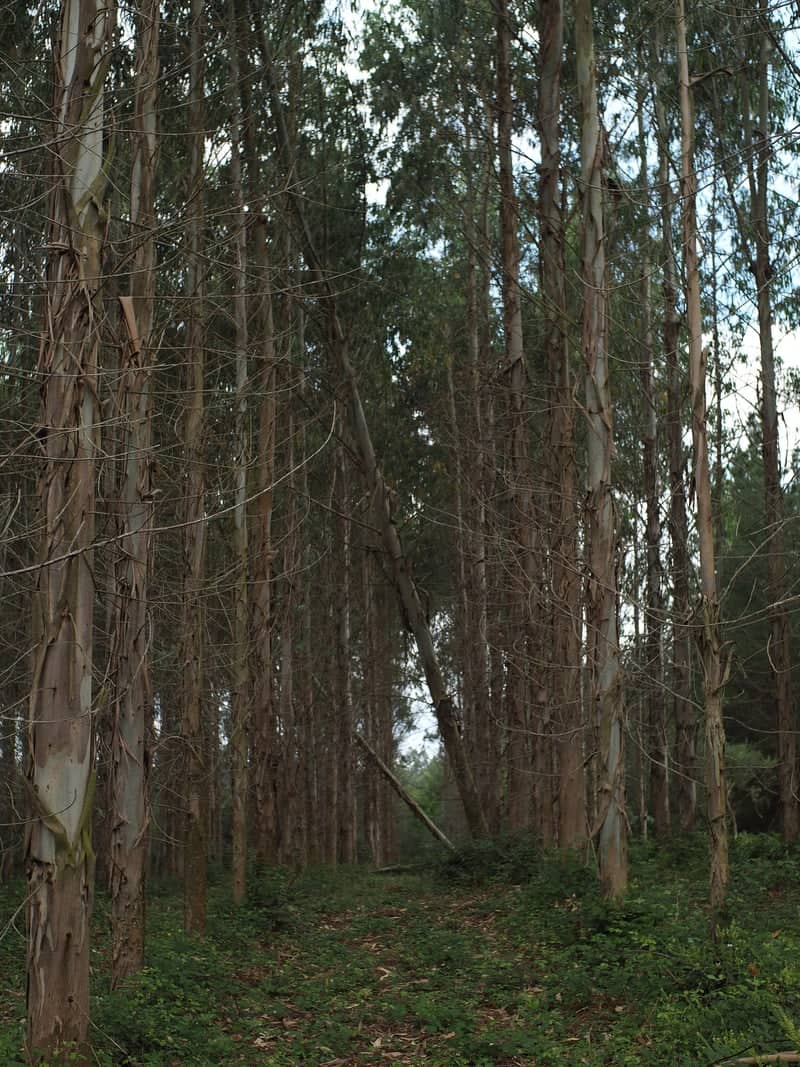 Guntín Eucalyptus Grove - Image 1