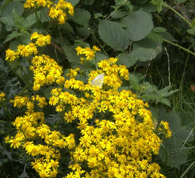 Landywood Lane Wildflowers - Image 1