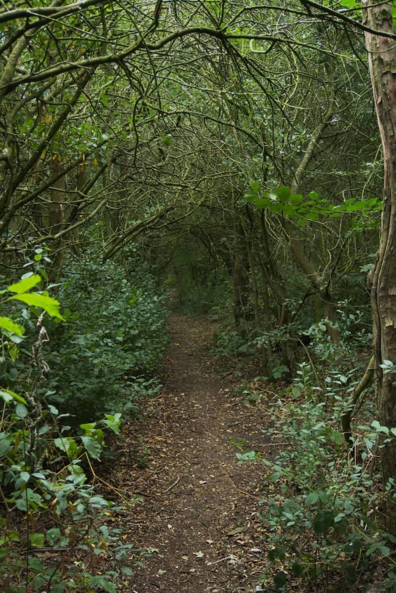 Landywood Lane Woodland Path - Image 1