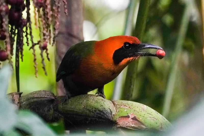 Exotic Bird Portrait - Image 1
