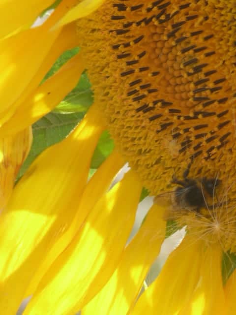 Barton Fields Sunflower Garden - Image 1