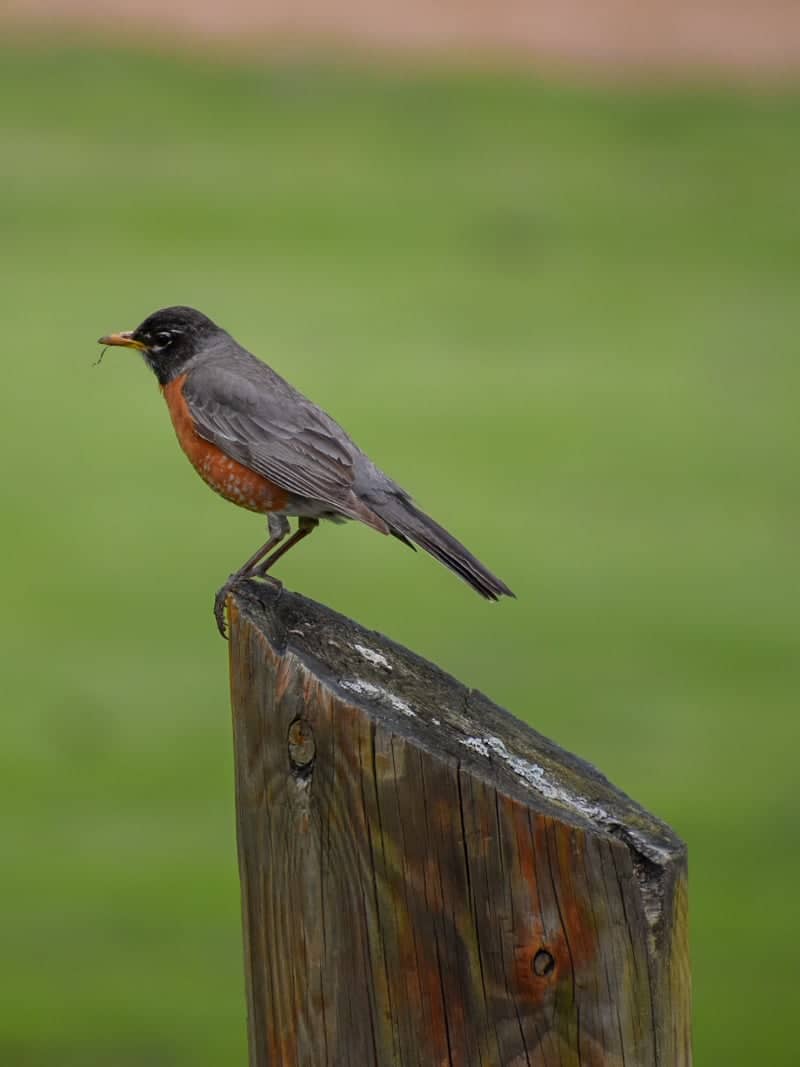 Firestone Park Area - Image 1