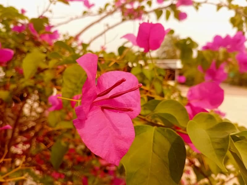 Bougainvillea Garden in Bueng Kan - Image 1