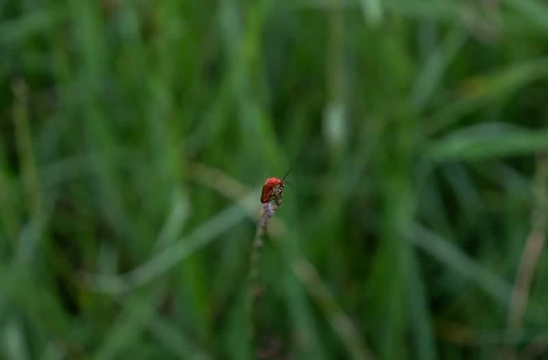 Slochteren Meadows - Image 1