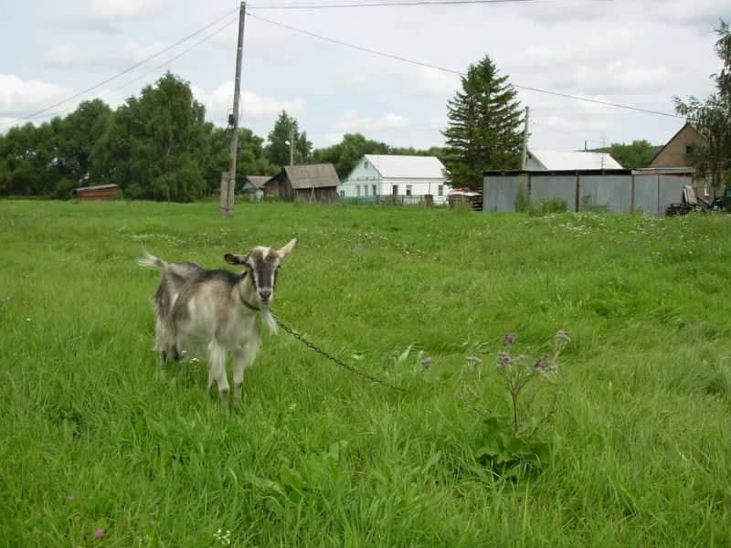 Mordovian Rural Outskirts - Image 1