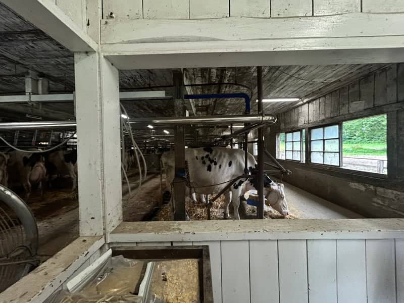 Koiwai Farm Kamimaru Cattle Barn - Image 2
