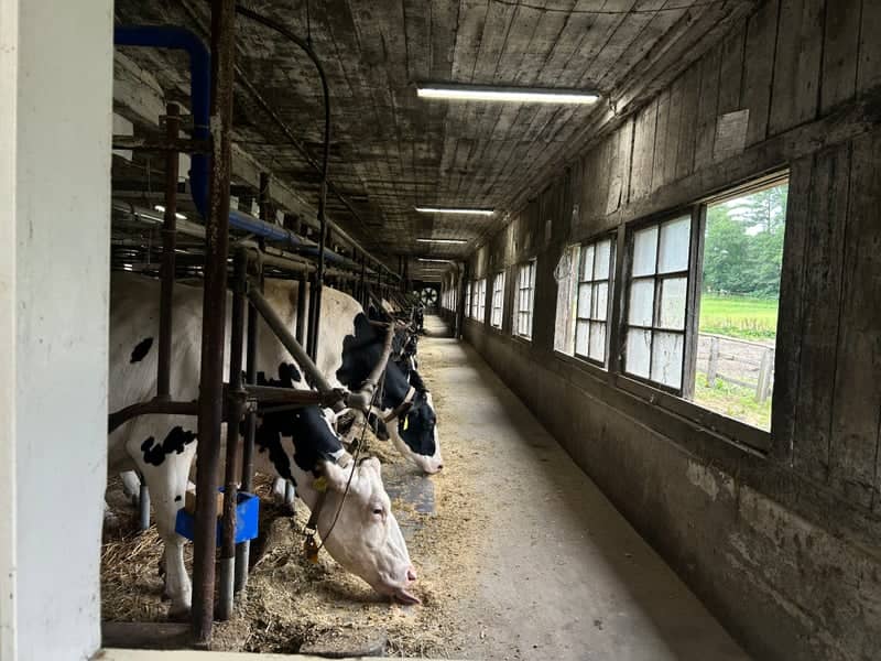 Koiwai Farm Kamimaru Cattle Barn - Image 1