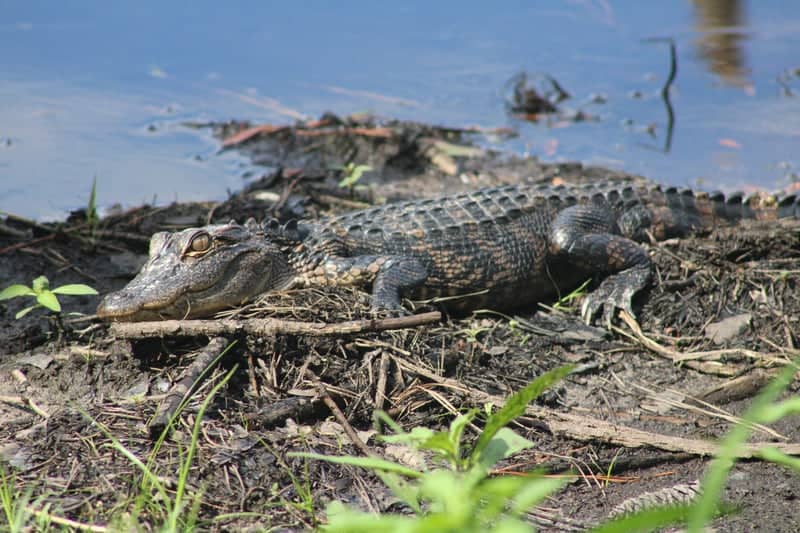 Cox Ferry Lake Recreation Area - Image 3