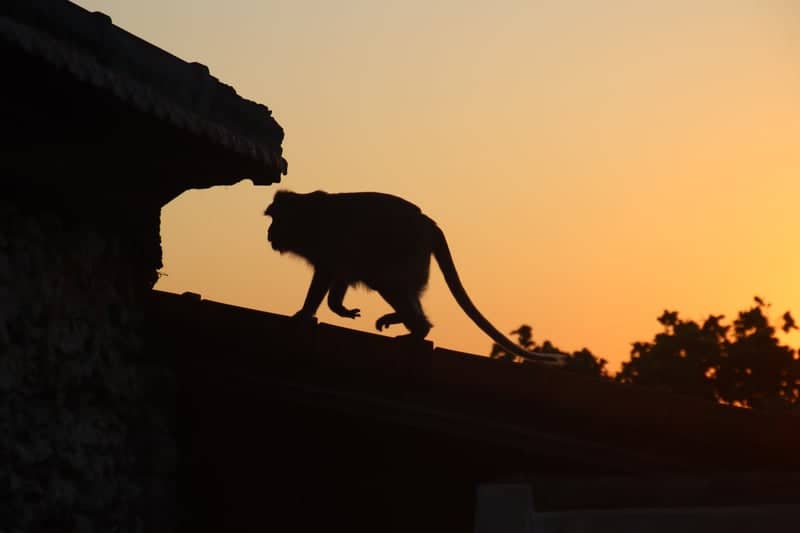 Buton Selatan Sunset Overlook - Image 1