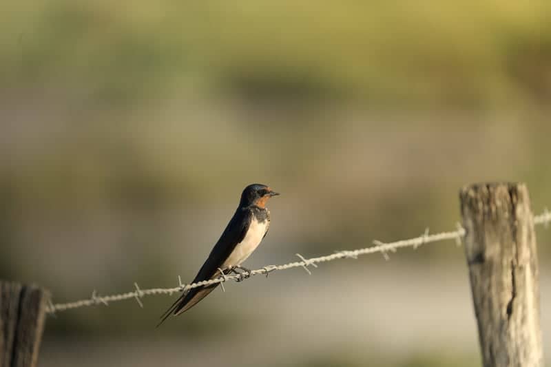 Route de Cacharel, Camargue - Image 1