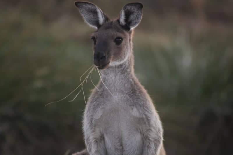 Myponga Rural Landscapes - Image 1