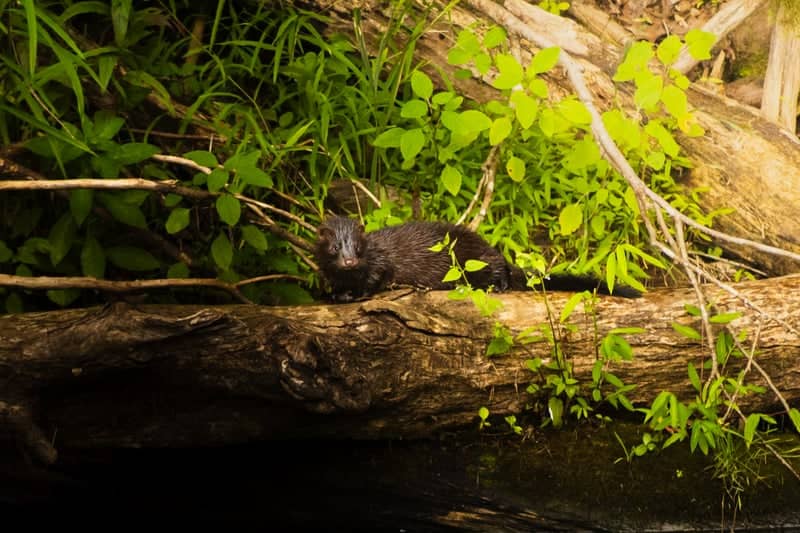 Sinking Creek Wildlife Spot - Image 1