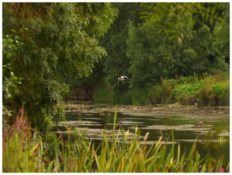 Miño Riverbank near Cabanas - Image 1