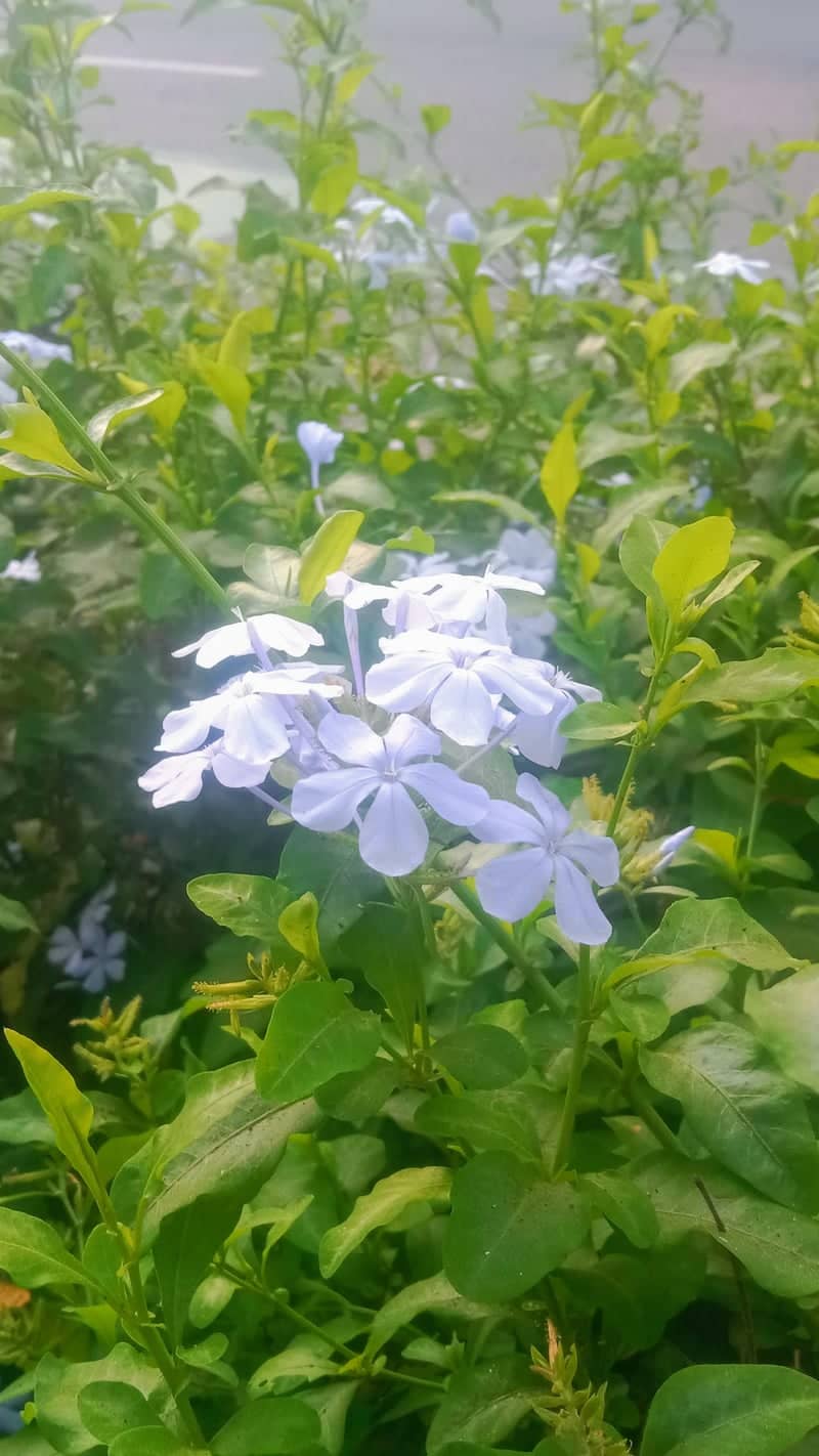 Bandung Barat Garden Blooms - Image 1