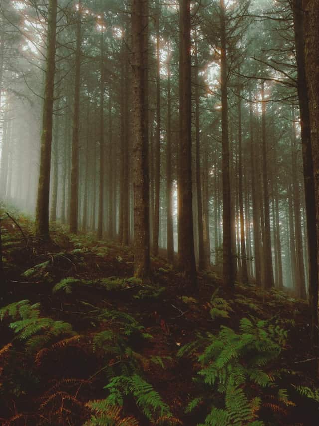Madeira Mountain Forest Road
