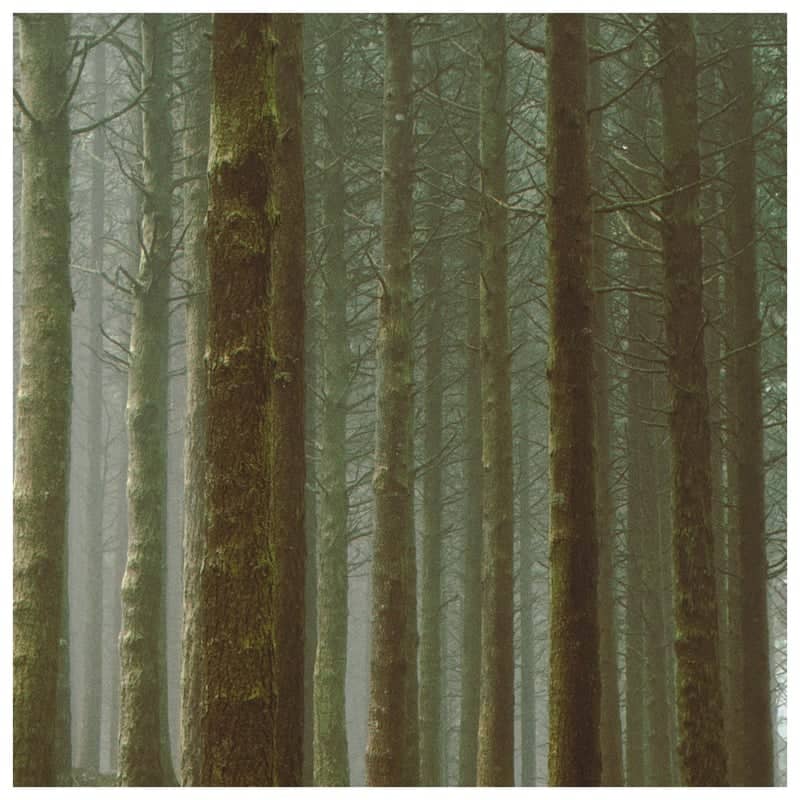 Madeira Mountain Forest Road - Image 4