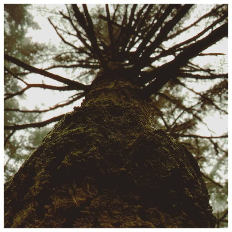 Madeira Mountain Forest Road - Image 2