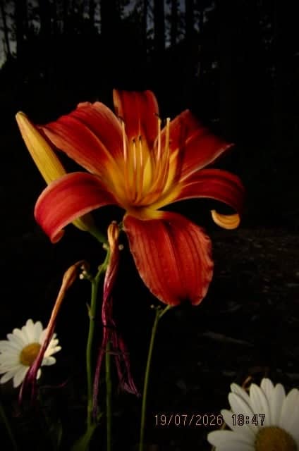 Traverse City Garden Blooms - Image 1