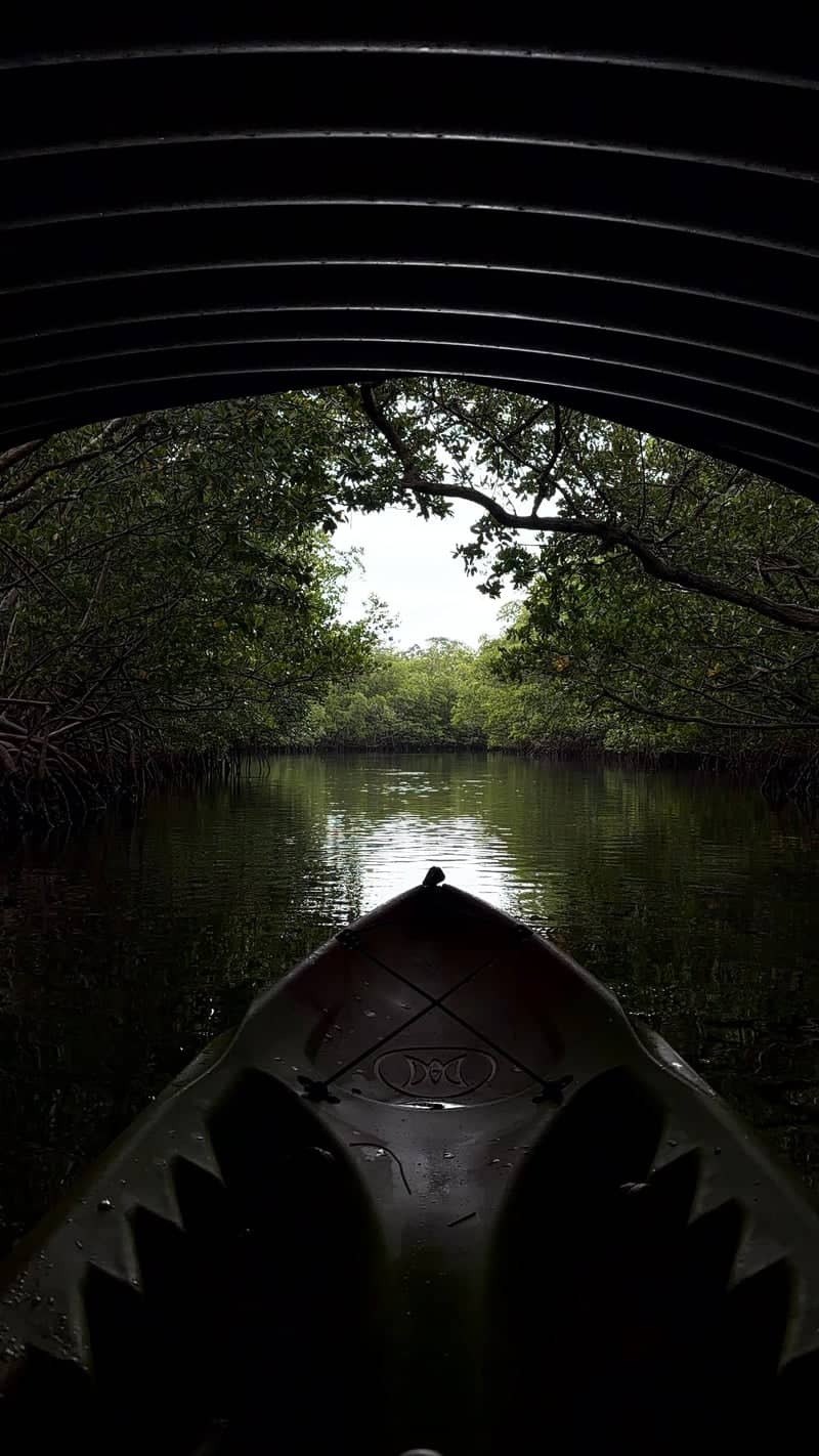 Oleta River State Park Mangrove Trails - Image 1