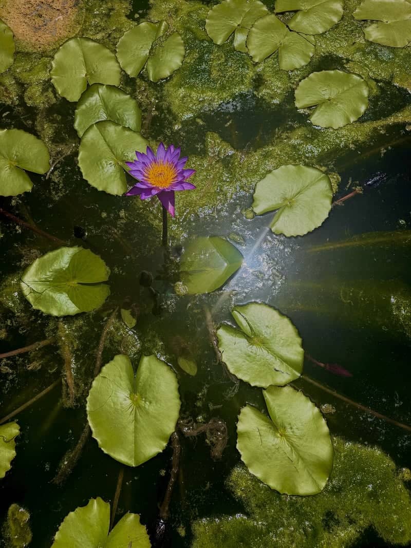 Pinecrest Gardens - Image 1