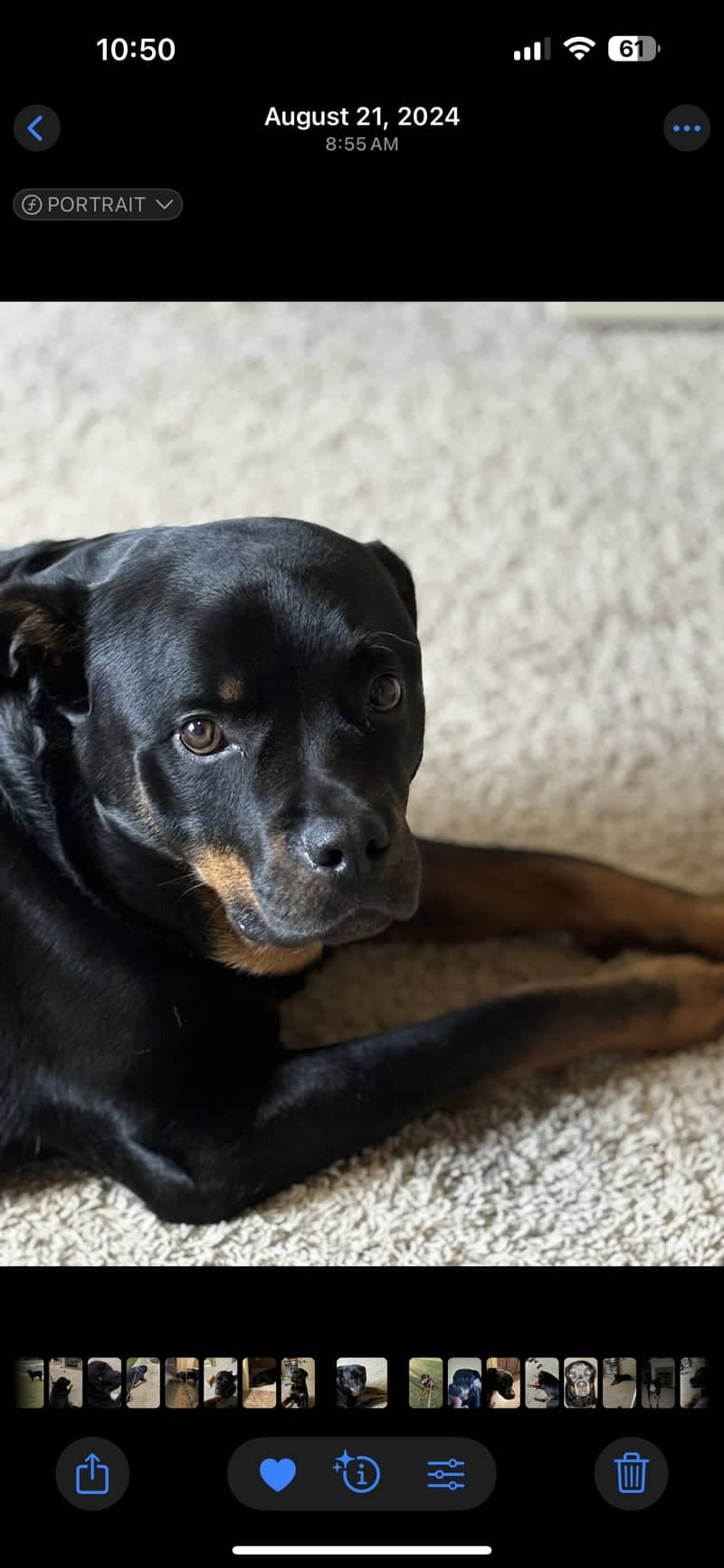 Maumelle Residential Pet Spot - Image 1