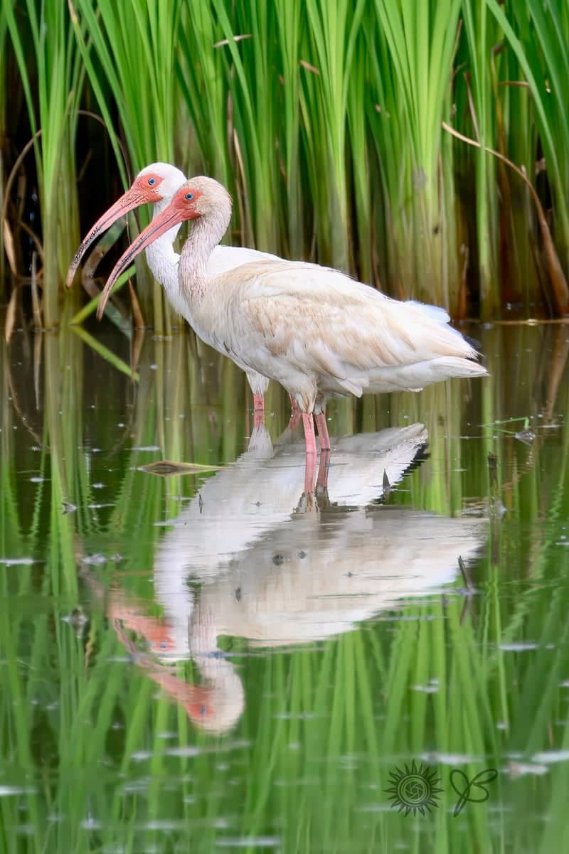 Morse Wetland Birding Spot - Image 1