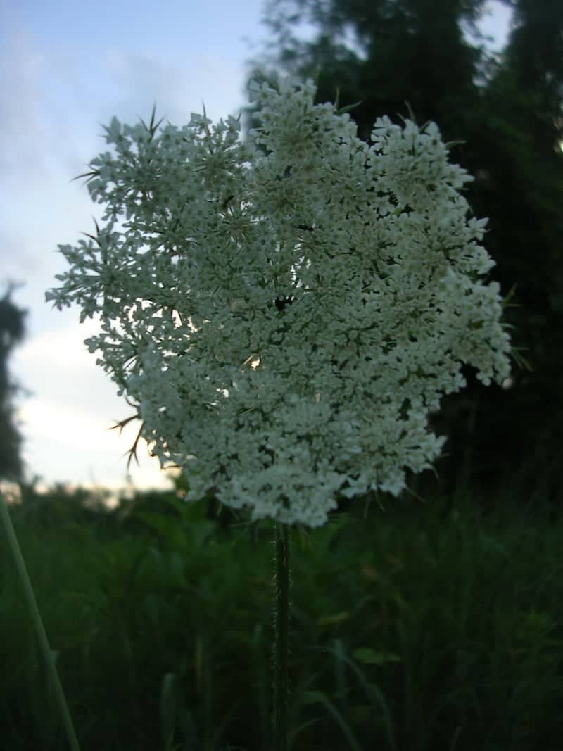 West Manor Park Wildflowers - Image 1