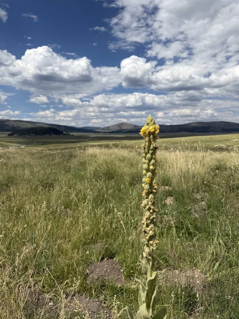 Valles Caldera National Monument - Image 1