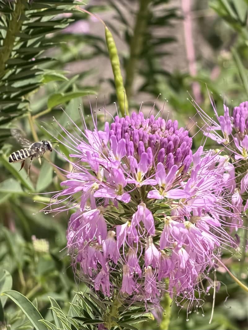 Bandelier National Monument Wildflowers - Image 1