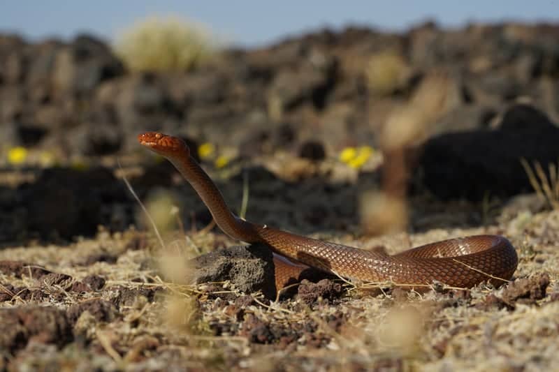 Al Wajh Desert Wildlife - Image 1