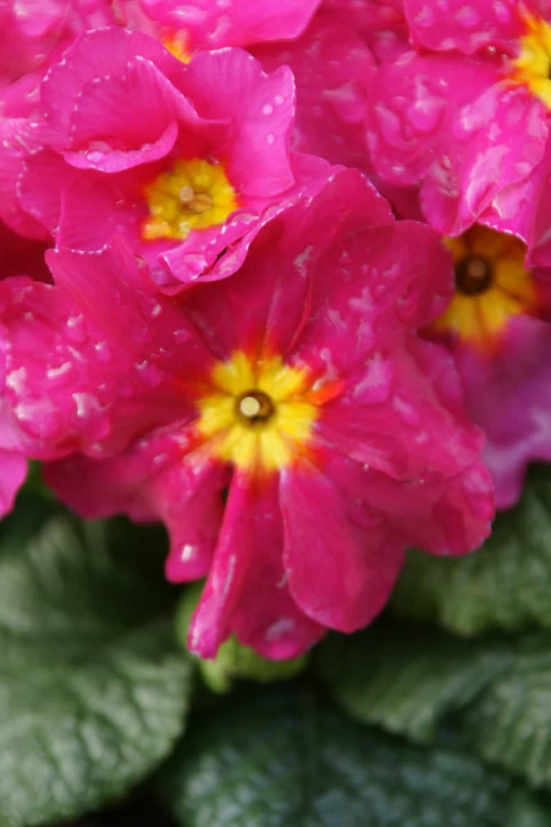 Kirklevington Garden Primulas - Image 1