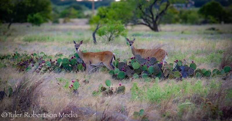 Jacksboro Ranchlands - Image 1