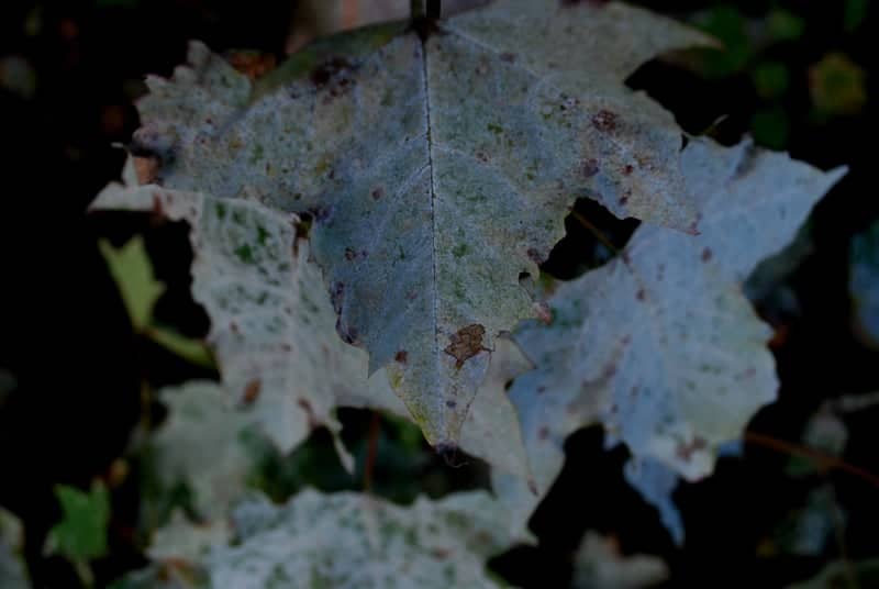 Orekhovo-Zuyevo Nature Detail - Image 1