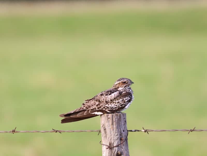 McGregor Prairie Birding - Image 1