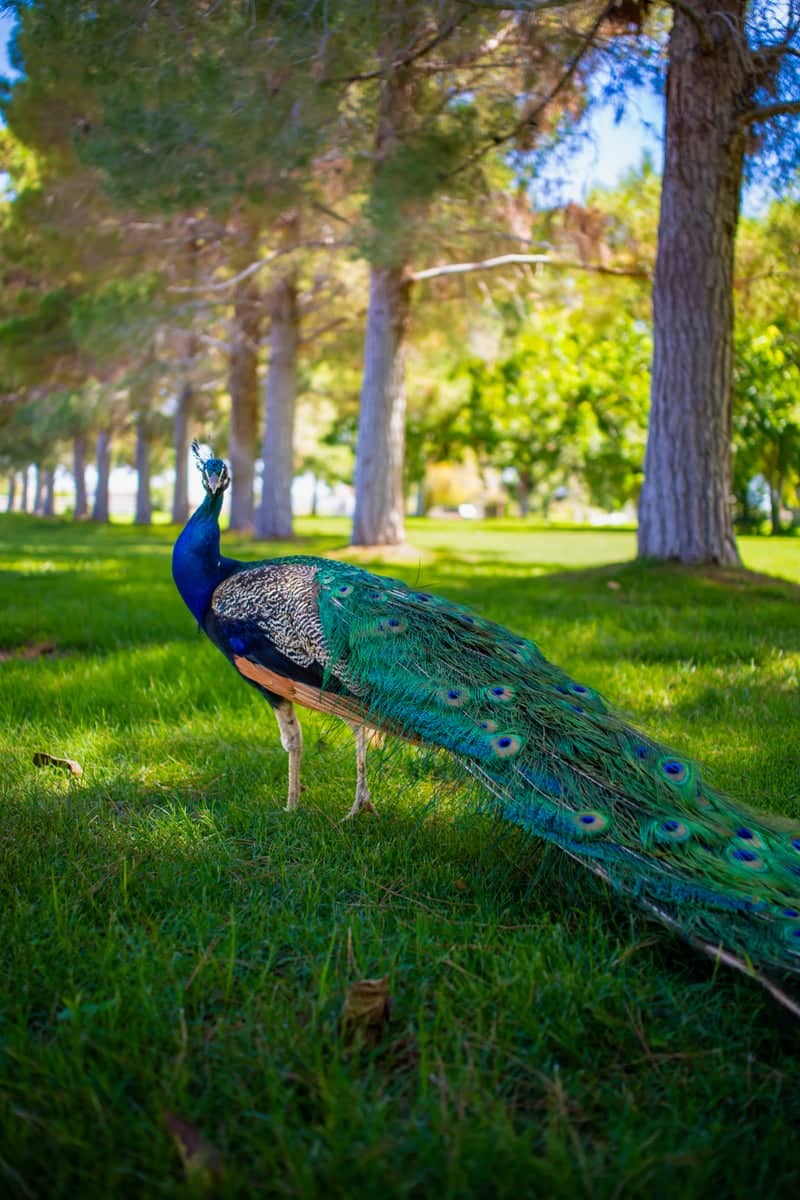 Floyd Lamb Park at Tule Springs - Image 1