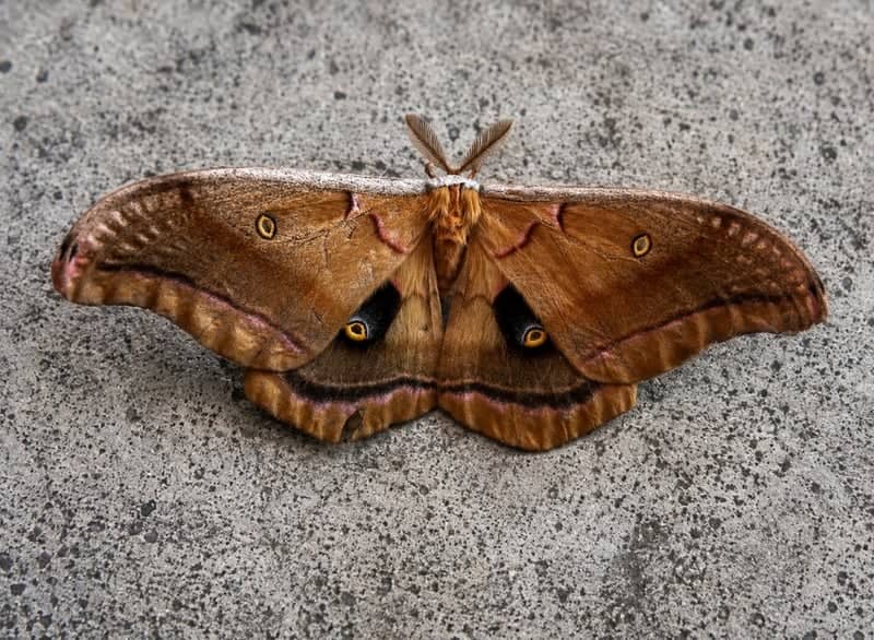 Grinnell Nature Observation - Image 1