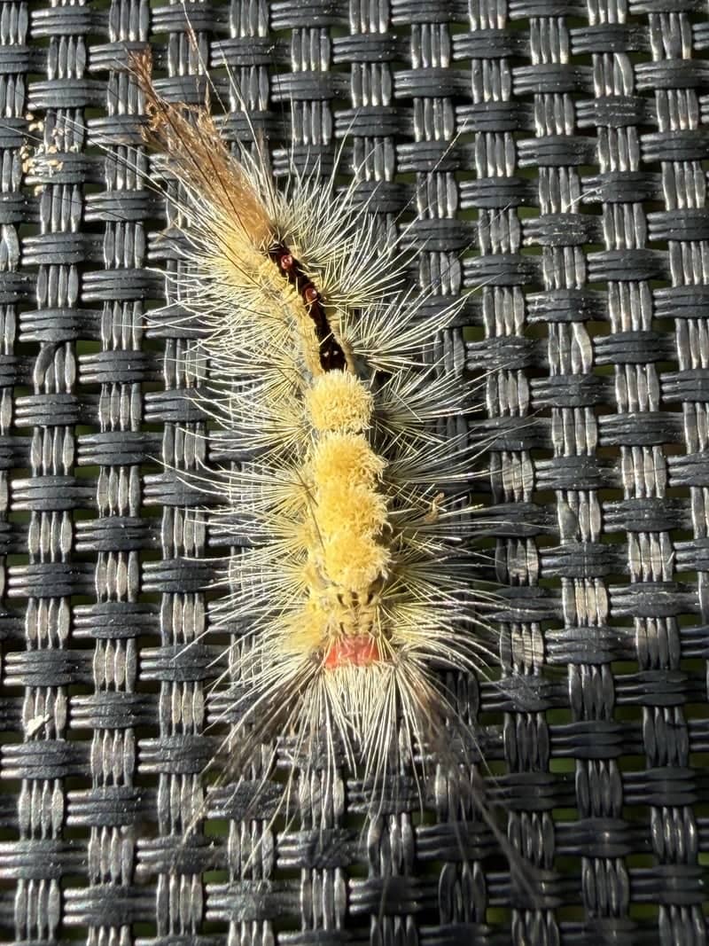 Thomaston Backyard Macro - Image 1