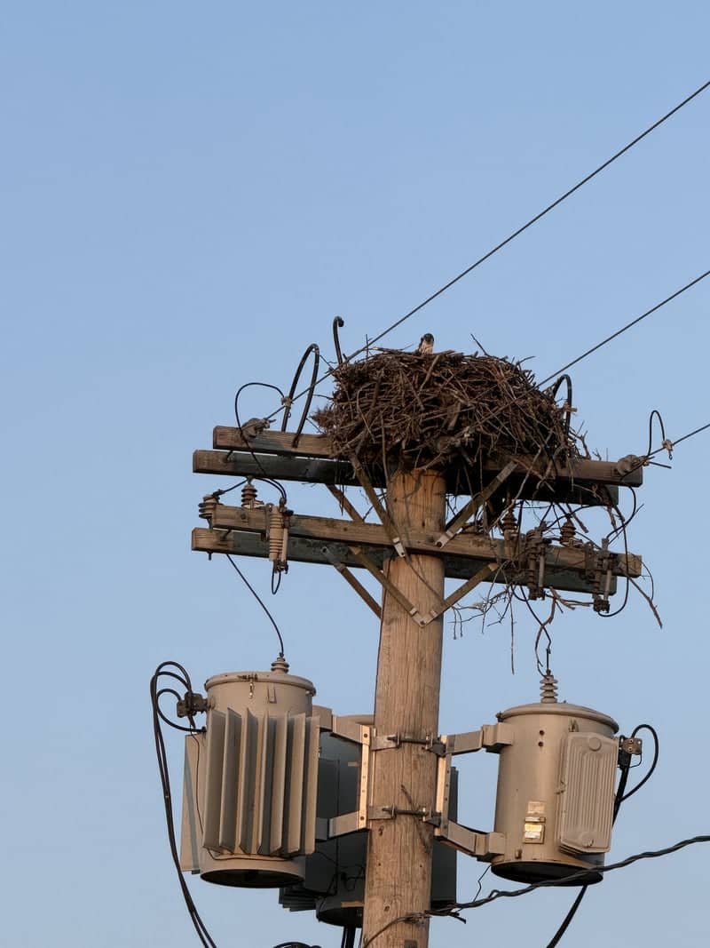 Rockland Osprey Nest - Image 1