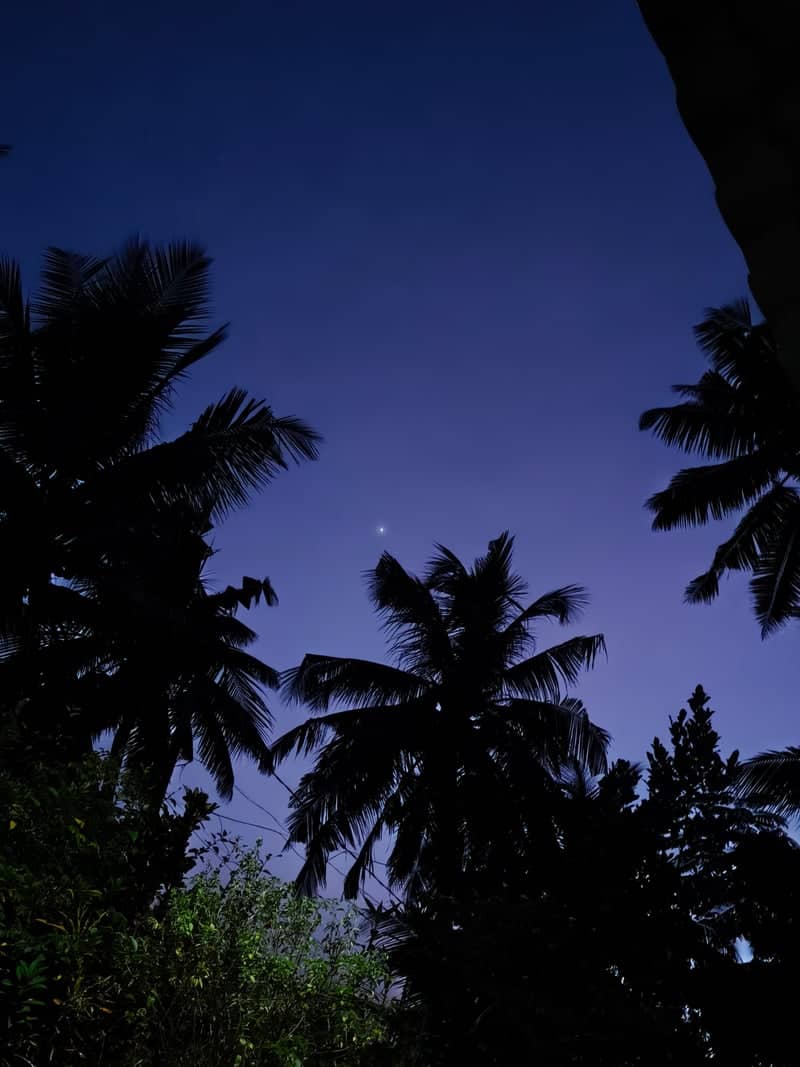 Kuttanad Backwaters Palm Grove - Image 1