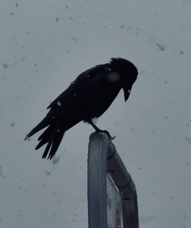 Gig Harbor Suburban Wildlife - Image 1