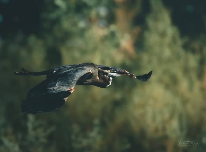 Sacramento National Wildlife Refuge Area - Image 1