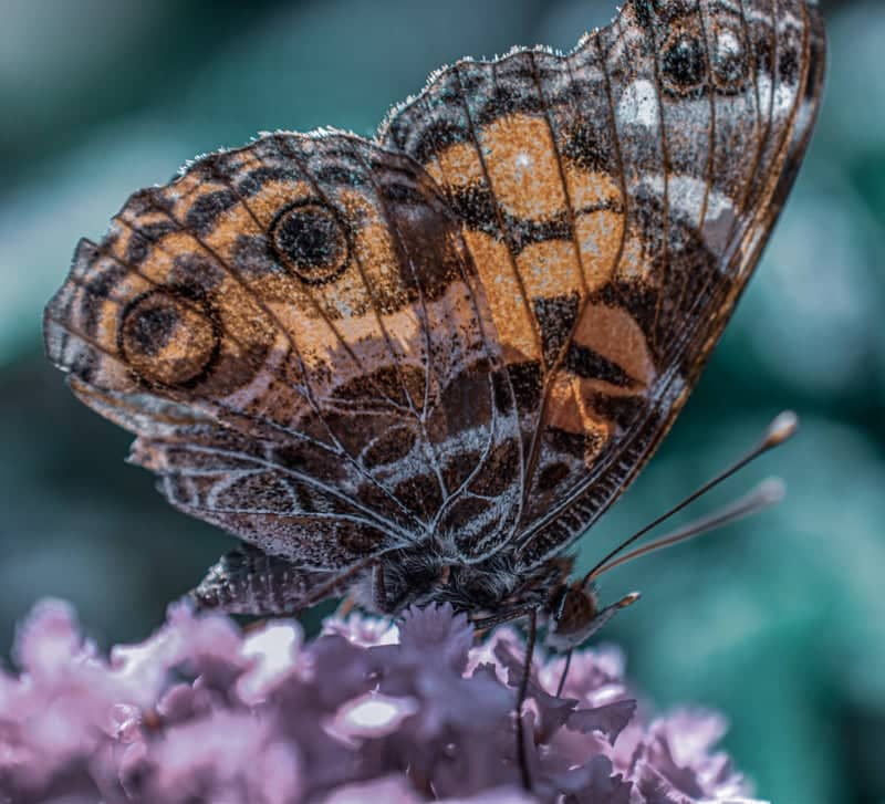 Huntsville Botanical Garden - Image 4