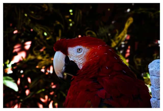 Sarasota Jungle Gardens