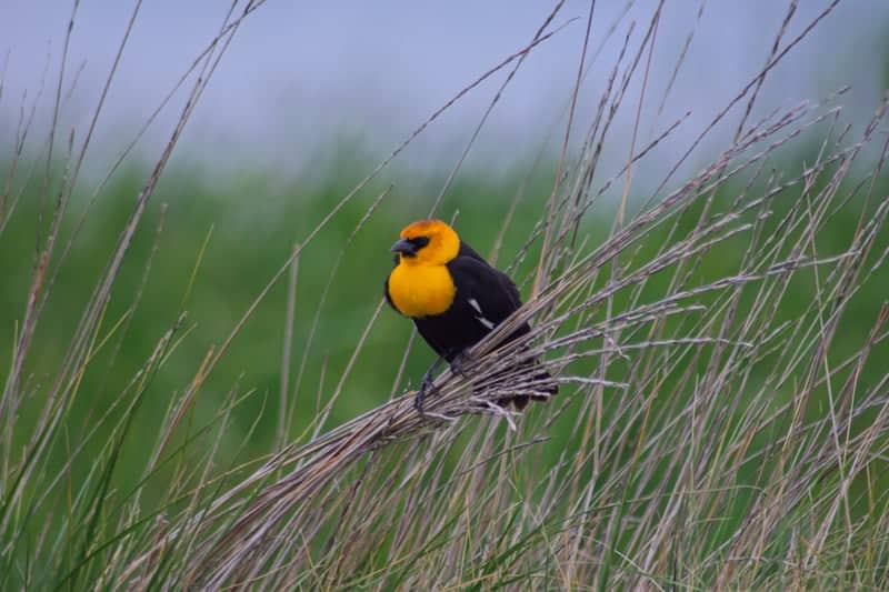 Cheyenne Bottoms Wildlife Area - Image 1