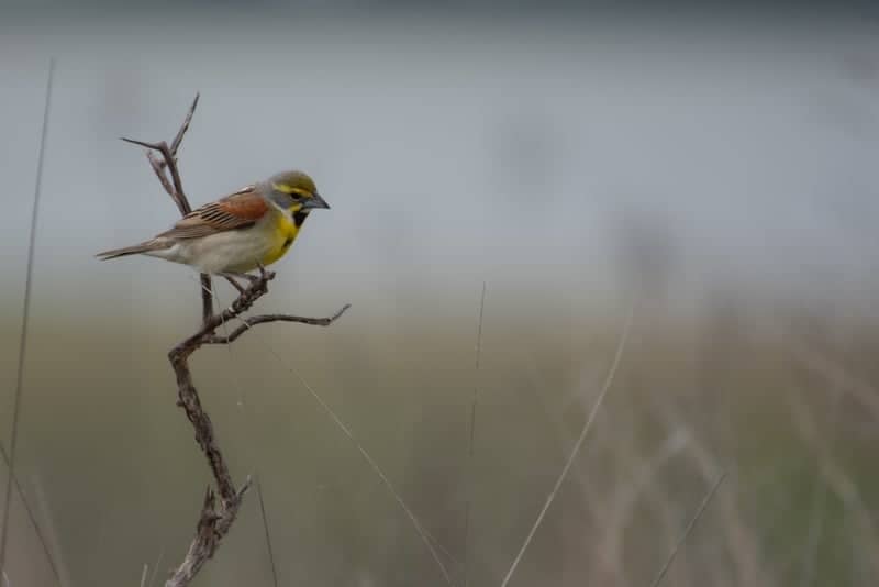 Quivira National Wildlife Refuge - Image 1