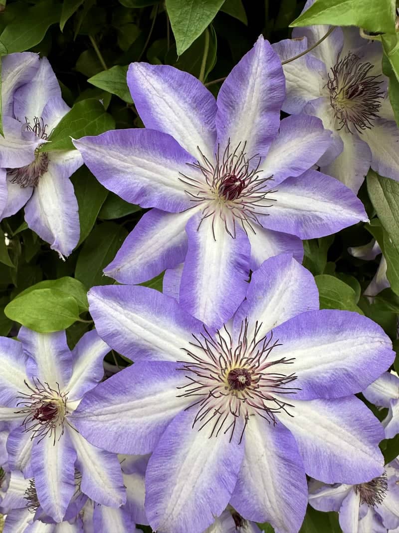 Ashikaga Flower Park - Image 1