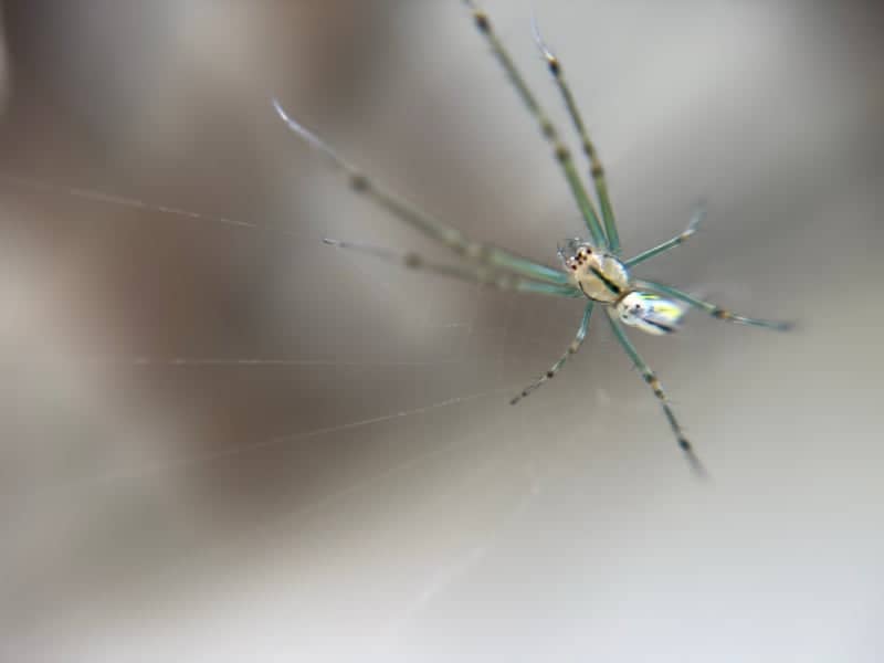 Columbia Garden Macro Spot - Image 1