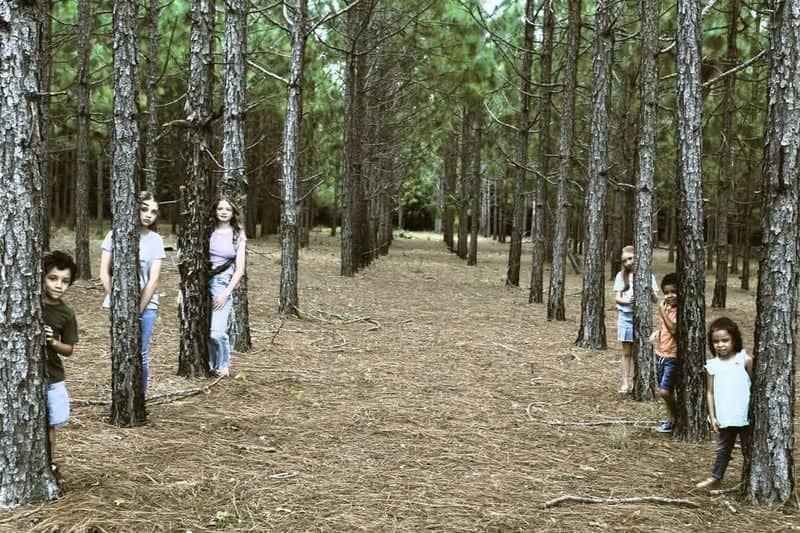 Eastman Pine Plantation - Image 1