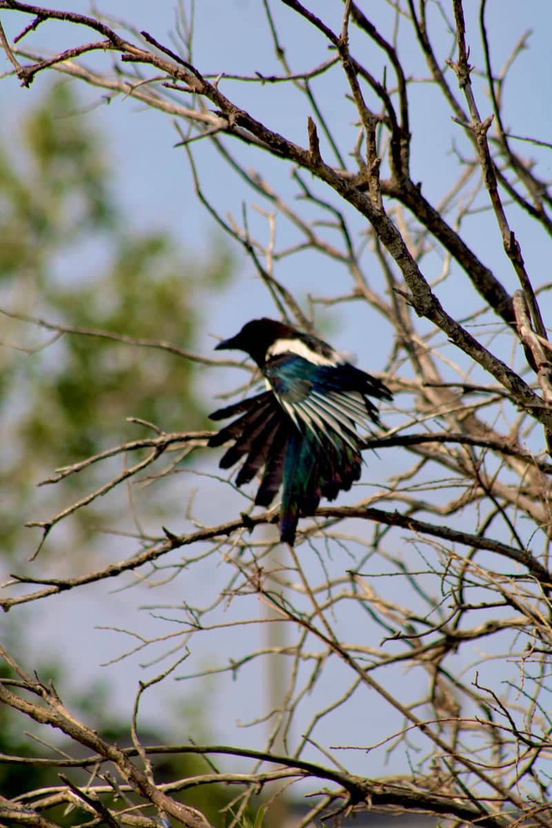 Ridgebrook Nature Trail - Image 1